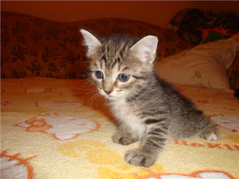 Котенок Даркуша - Подарю в Гродно, лот #458166