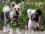 :         NIKA STARS          -   