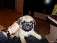 ����� ����� ������ ������ ����� ������� ���� �������� 13. 10. 13. �� ����������� ���������, ����������� - ������� �����,  ������