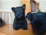  ()  -       () .   .   :
 . Lyuse deskor,  -  ,  