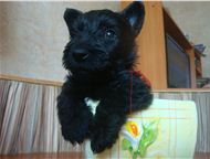 :  ()  -       () .   .   :
 . Lyuse deskor