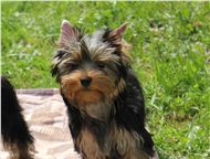 ���������: ������������ ������� ����������� �����, ������� ������������ � ������� ��� ����������� ������� ������������ ������� 6 ���, ��������. ������� ���������