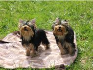 ������������ ������� ����������� �����, ������� ������������ � ������� ��� ����������� ������� ������������ ������� 6 ���, ��������. ������� ���������, ��������� - ������� �����,  ������