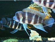    (Cyphotilapia frontosa)     (Cyphotilapia frontosa)      .   8  4,  -  