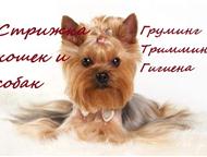  ,, - Dogs & Cats             ,  -     