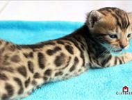 :        ,  Brown spotted tabby:      . 