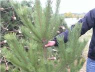 ����� ����� (����) � ������ ���� ����� ������ ���������� ����� �����. �������, ��������, �� 1, 5 �� 3 � � ����, 4-7 ����� �����. � ����� ������. ��� �, ��������� - ������