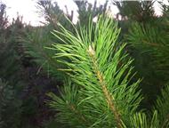 � ��� �� ������� ������ ����� ����� ������������ ������� ���������� ����� �����, �������� �� 1, 5� �� 3�. ��������, ������� ���������. ������ 4 ������, ��������� - ������