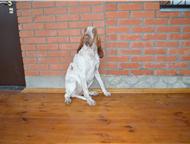 :   - ( Bracco Italiano ) -     !           