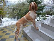   - ( Bracco Italiano ) -     !           ,  -  ,  