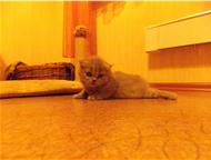       ,          (Scottish Fold), ,  -    