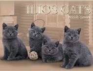 :   , ,    ILIOS CATS     .   