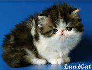 :       Lumicat        :   .    , 