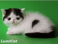 :       Lumicat        :   .    , 