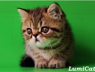 :       Lumicat        :   .    , 