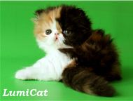 :       Lumicat        :   .    , 