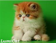 :       Lumicat        :   .    , 