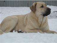 ��������� ����� ���������� �������, ���������� ������ ���������� ������� �� ������������ ��������� � ����� ��������� ����������� �. �. 30. 05. 2013 �., ������ - ������� �����,  ������