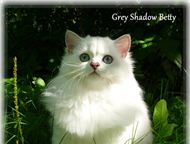 :       -  Grey Shadow        ,  