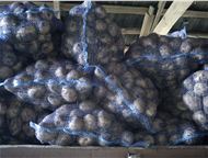 Москва: Картофель оптом без посредников от 8 руб, кг в Чувашии Картофель оптом 8 р/кг (цена с погрузкой и затариванием).   От производителя. От 2 тонн.   Цена