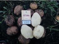 Картофель оптом без посредников от 8 руб, кг в Чувашии Картофель оптом 8 р/кг (цена с погрузкой и затариванием).   От производителя. От 2 тонн.   Цена, Москва - Разное
