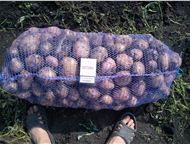 Москва: Картофель оптом без посредников от 8 руб, кг в Чувашии Картофель оптом 8 р/кг (цена с погрузкой и затариванием).   От производителя. От 2 тонн.   Цена