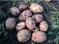 Москва: Картофель оптом без посредников от 8 руб, кг в Чувашии Картофель оптом 8 р/кг (цена с погрузкой и затариванием).   От производителя. От 2 тонн.   Цена