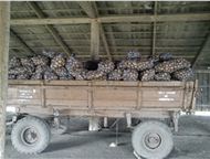 Москва: Картофель оптом без посредников от 8 руб, кг в Чувашии Картофель оптом 8 р/кг (цена с погрузкой и затариванием).   От производителя. От 2 тонн.   Цена