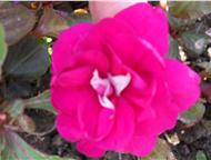 :     . /   30 .   ,        Athena appleblossom    Apple Bloss