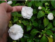 :     . /   30 .   ,        Athena appleblossom    Apple Bloss