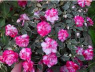 :     . /   30 .   ,        Athena appleblossom    Apple Bloss