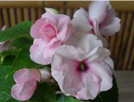     . /   30 .   ,        Athena appleblossom    Apple Bloss,  - 