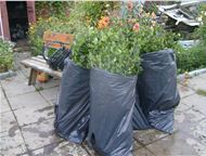 :   - Cotoneaster lucidus !  ! 
 
   . 
 
  80-120;
 
  - 