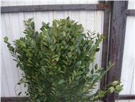  - Cotoneaster lucidus !  ! 
 
   . 
 
  80-120;
 
  - ,  - 