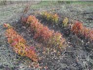 :   - Cotoneaster lucidus !  ! 
 
   . 
 
  80-120;
 
  - 