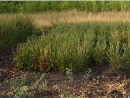:   - Cotoneaster lucidus !  ! 
 
   . 
 
  80-120;
 
  - 