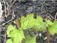 :   Diable DOr, Aurea :     - Physocarpus opulifolius Diable DOr   1, 2-1, 7;  