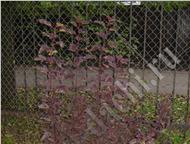 :   Diable DOr, Aurea :     - Physocarpus opulifolius Diable DOr   1, 2-1, 7;  