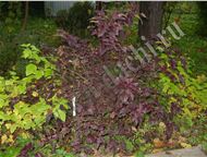 :   Diable DOr, Aurea :     - Physocarpus opulifolius Diable DOr   1, 2-1, 7;  