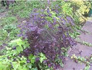 :   Diable DOr, Aurea :     - Physocarpus opulifolius Diable DOr   1, 2-1, 7;  