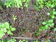 :   Diable DOr, Aurea :     - Physocarpus opulifolius Diable DOr   1, 2-1, 7;  