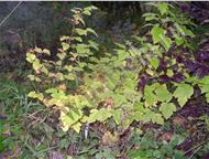   Diable DOr, Aurea :     - Physocarpus opulifolius Diable DOr   1, 2-1, 7;  ,  - 