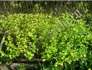 :   Diable DOr, Aurea :     - Physocarpus opulifolius Diable DOr   1, 2-1, 7;  