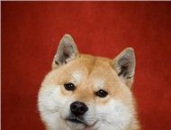 :    - ()        - ()        - Kaze No 