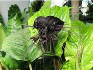   !  -     (Bat Flower),   (Black Lily) ,     (Devil Flower)    (Cats,  - 