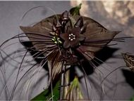 :   !  -     (Bat Flower),   (Black Lily) ,     (Devil Flower)    (Cats
