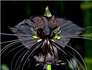 :   !  -     (Bat Flower),   (Black Lily) ,     (Devil Flower)    (Cats