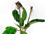:   !  -     (Bat Flower),   (Black Lily) ,     (Devil Flower)    (Cats