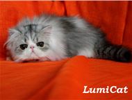 :       Lumicat        :   .   