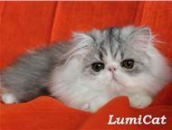 :       Lumicat        :   .   